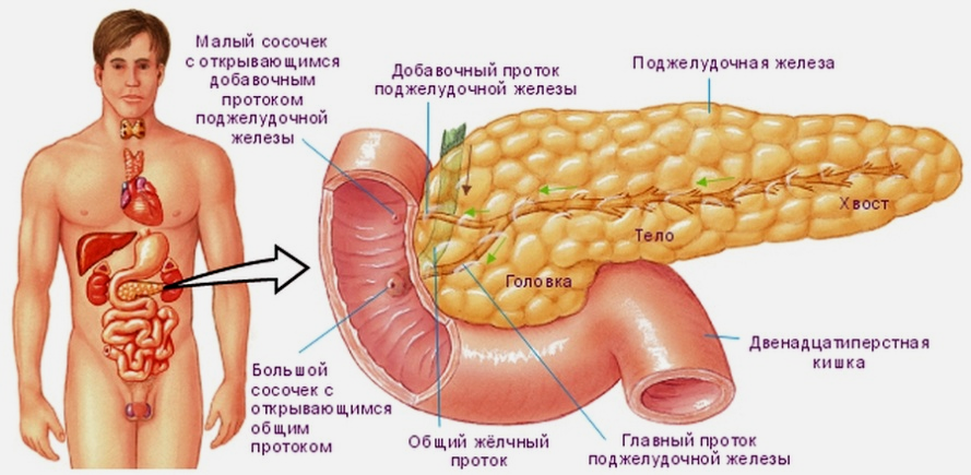 Роль поджелудочной железы и кишечных желез в пищеварении