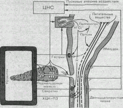 Нервная и гуморальная регуляция секреции поджелудочной железы thumbnail