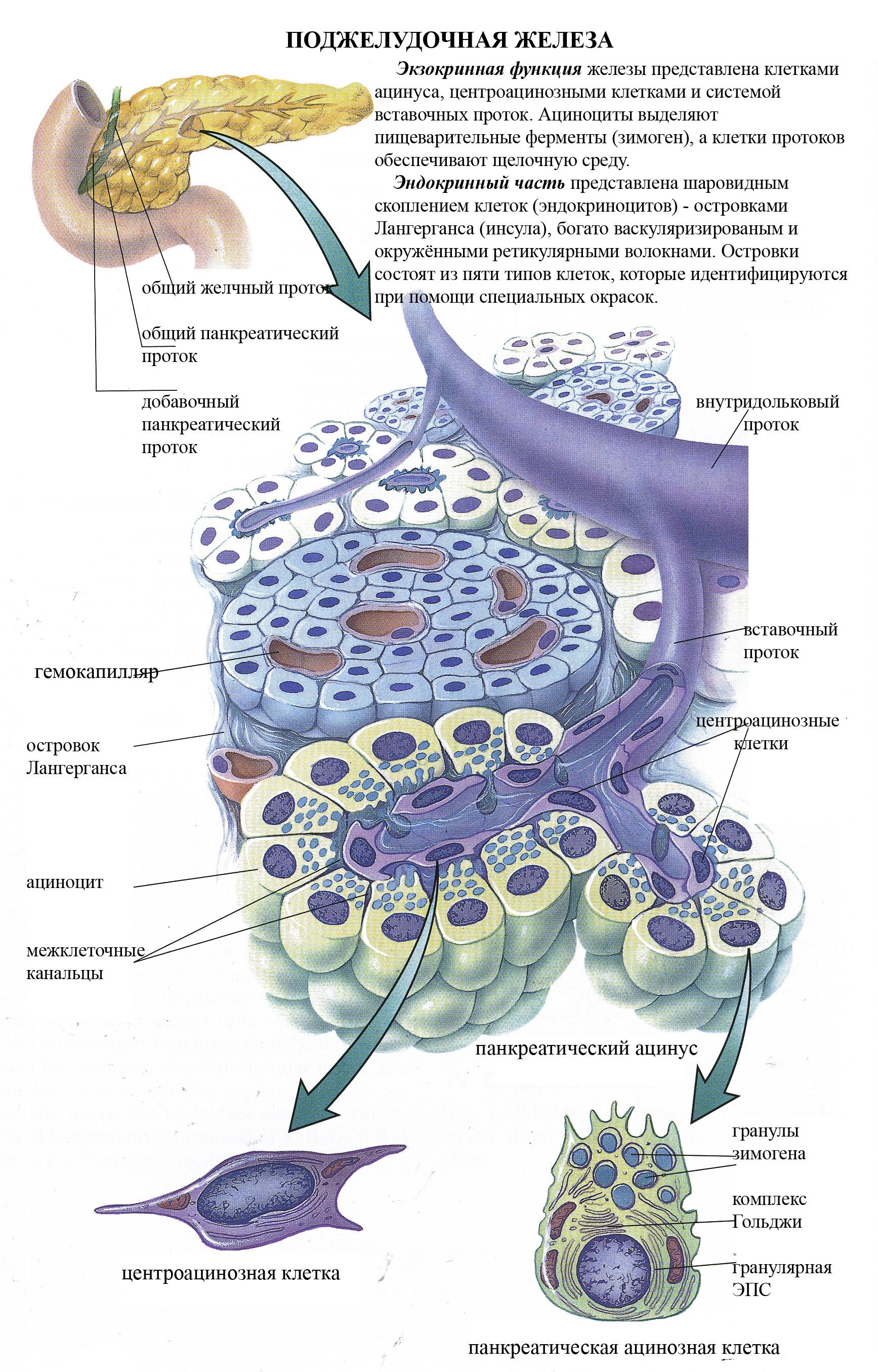 Клетки лангерганса поджелудочной железы внешней секреции