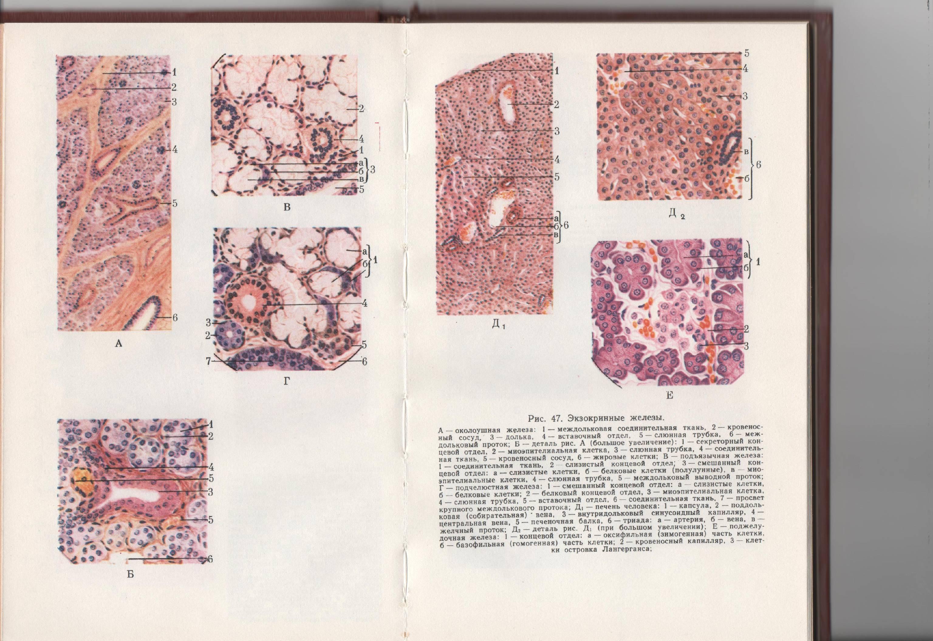 Типы эндокринных клеток поджелудочной железы thumbnail