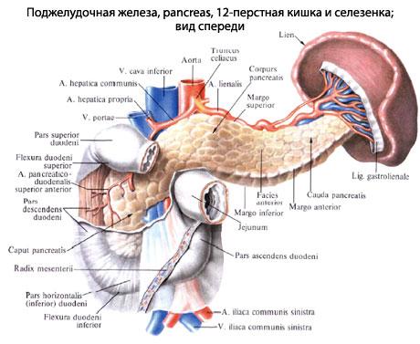 Проекция тела поджелудочной железы