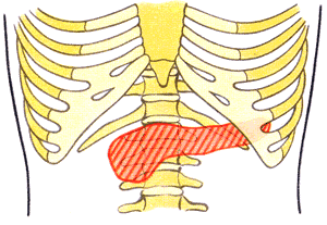 Проекция поджелудочной железы в эпигастрии