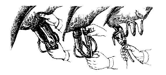 Доение коров подготовка техника и частота как правильно доить руками правила машинного доения аппаратом приучение и борьба с брыканьем