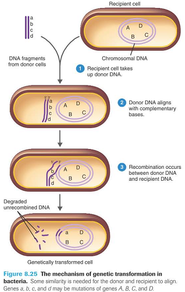 как проявляется генотип у бактерий Объявления Трудоустройство Вакансии